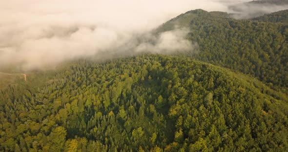 Aerial View To the Foggy Morning Carpathian Forest in Ukraine