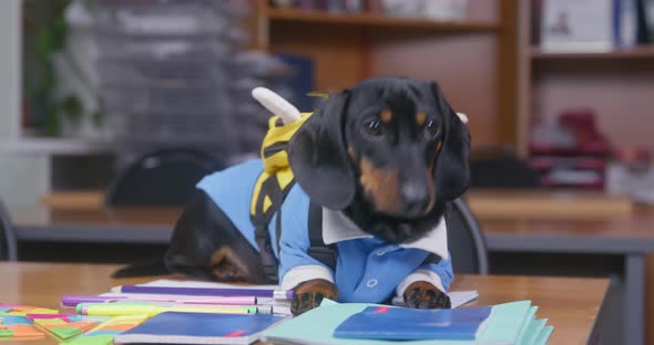 Dachshund Dog Lies on Desk Sniffing School Supplies