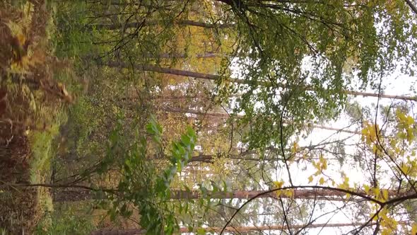 Vertical Video of a Forest with Many Trees in Autumn