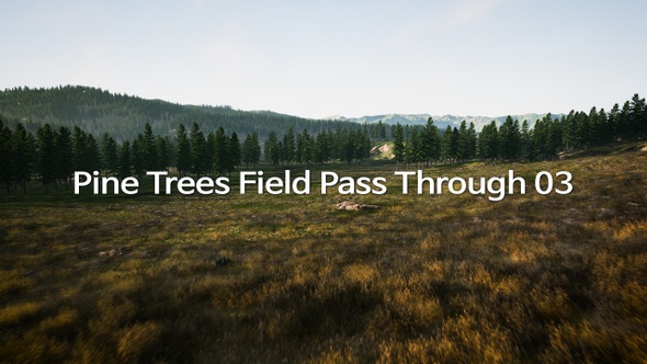 Pine Trees Field Pass Through 03