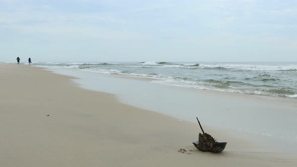 Beached horseshoe crab and hikers - Assateague Island National Seashore - Maryland