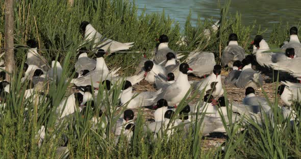 A flock of Mediterranean gull (Ichthyaetus melanocephalus), during the egg incubation time, Camargue