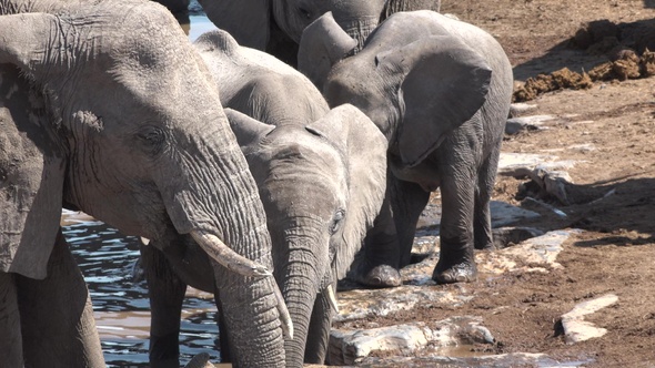 A herd of African elephants drink from a waterhole at dusk in Etosha National Park, Namibia, Africa.