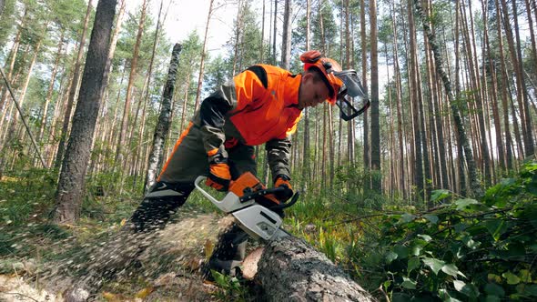 Professional Lumberjack Cuts Tree with a Chainsaw.