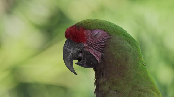 Close up of a beautiful red-fronted macaw resting in nature with its beak opening the tongue