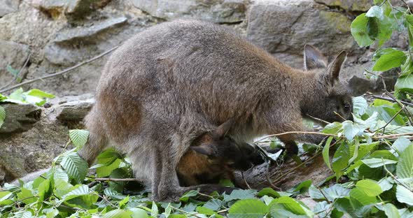 grazing kangaroo, baby looking from female bag