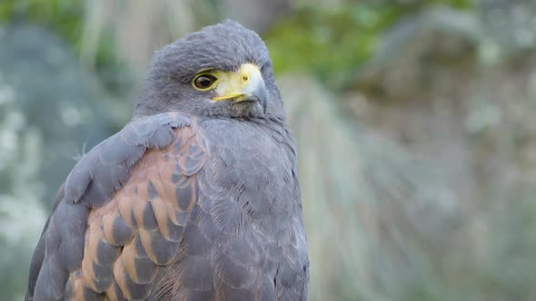 A Close Up View of a Wild Bird That Looks Around