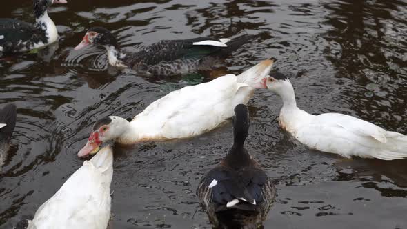 Black and dark duck live together