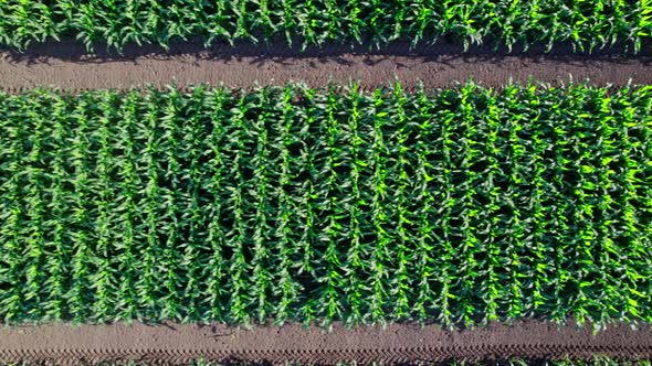 Drone Camera Over Green Corn Field