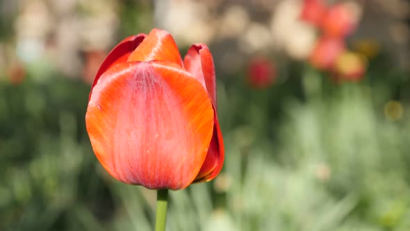 Shallow DOF Tulipa gesneriana garden flower 4K 2160 30fps UltraHD footage -  Didier tulip lily plant