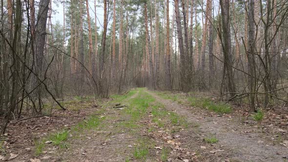 Aerial View of the Road Inside the Forest