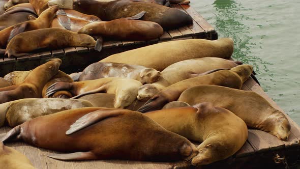 Lots of cute friendly sea lions sleeping in slowmotion on the dock near the water at an harbor.