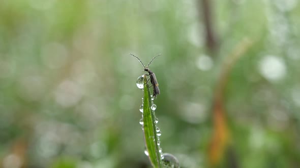 An Insect On The Edge Of A Drop Of Water At The Tip Of The Leaf