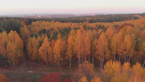 Aerial Colorful Autumn Forest with Yellow Orange Green Trees