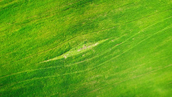 Top View Green Texture for Background