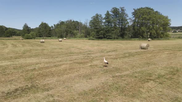 Hay circles and stork. Bales.