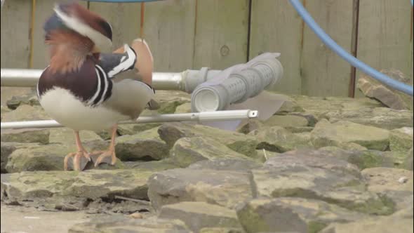 Mandarin duck in breeze