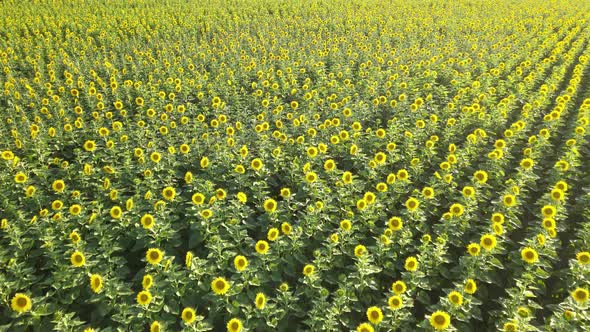 aerial sunflowers