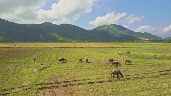 Drone Flies Over Buffalo Herd on Rice Field Against Mountains