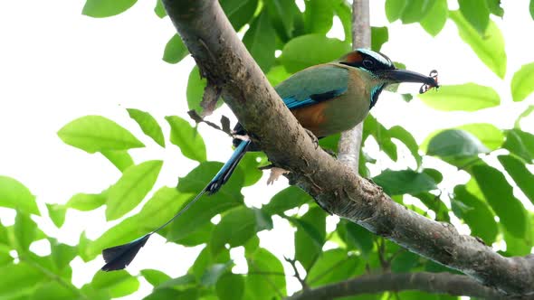 Colorful Motmot Bird with a Butterfly in its Beak in the Forest Woodland