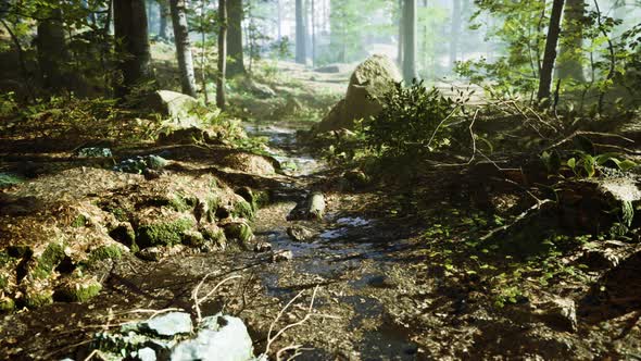 Small Creek Runs Through a Wide Valley Full of Fallen Leaves