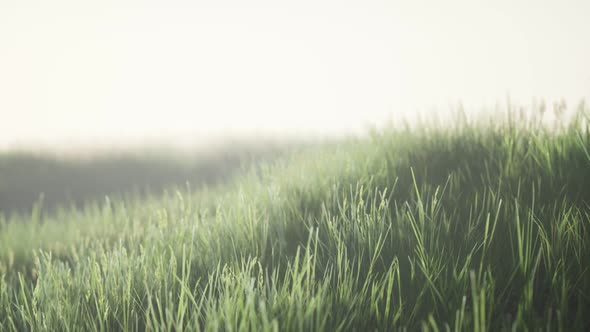 Green Field with Tall Grass in the Early Morning with Fog alt