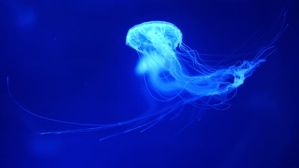 Beautiful Jellyfish in the Neon Light in Aquarium Nature Background