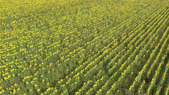 Slow flying over the heads of sunflower 4K drone video