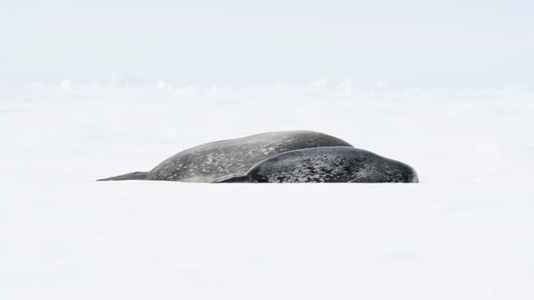 Weddell Seal with Baby Laying on the Ice