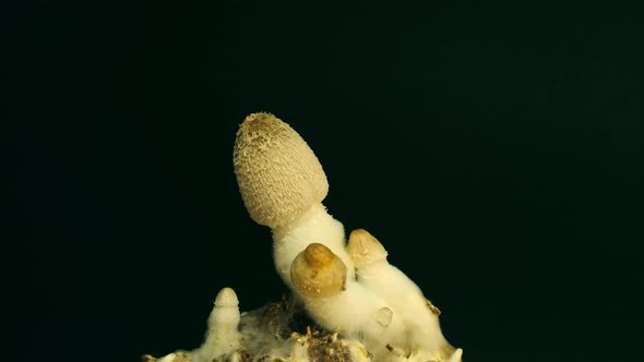 Growing mushrooms rising from soil time lapse 4k footage.