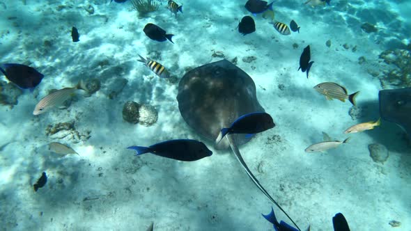 Diving with stingrays and multiple tropical fish