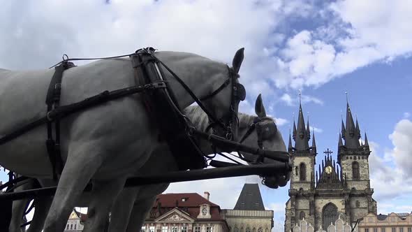 Prague City - Coach Horses - Old Cathedral