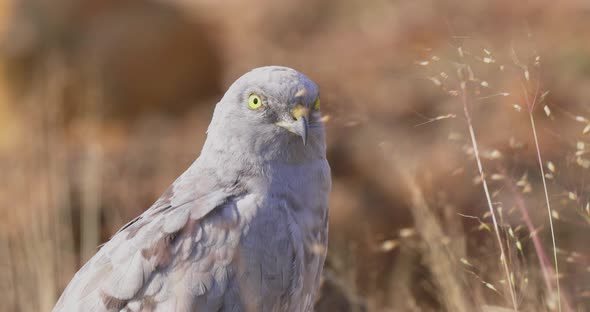 Montagu's Harrier Male In The Field With Grass Blowing In The Wind. - close up