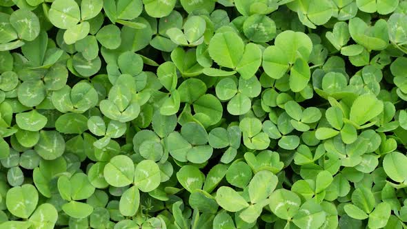 Green Grass Clover Closeup As a Background to St Patrick's Day Slow Motion