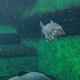 Big Fish Swim in the Aquarium - VideoHive Item for Sale