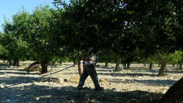 Adult Man Sprays Medicine Apple Orchard
