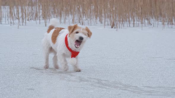 Dog breed Jack Russell Terrier with a red scarf stands on the ice of the lake and barks