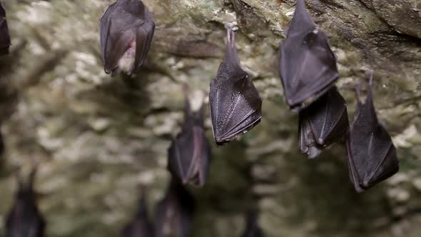 A group of small brown bats are sleeping on the ceiling of the cave.