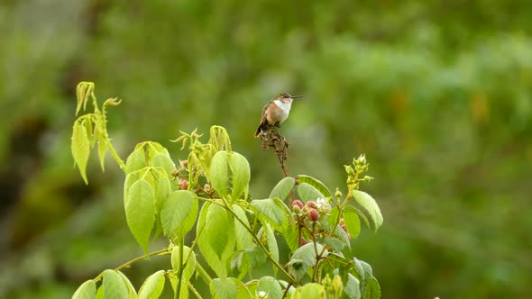 Close-up shot of a small Hummingbird perched on a plant branch flying away in a natural tropical env
