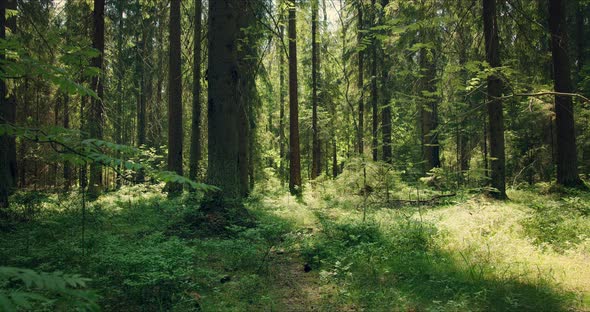 Forest with Large Pines Permeated with Sunlight