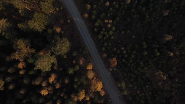 Autumn Forest Top View