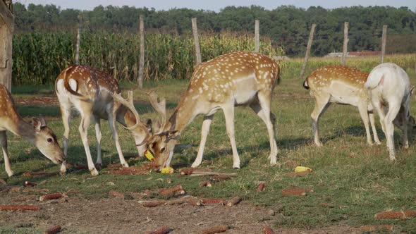 Young roe deer eating corn in a garden