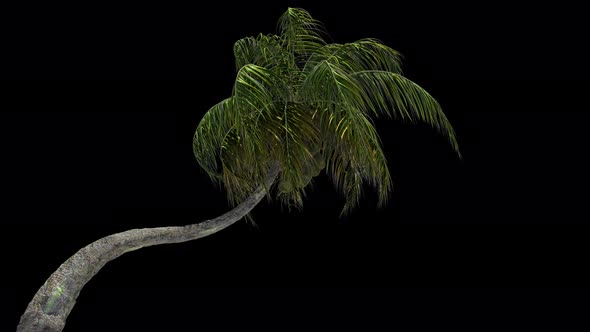 Coconut Palm Tree In Storm alt