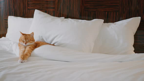 Red cat in bed in apartment