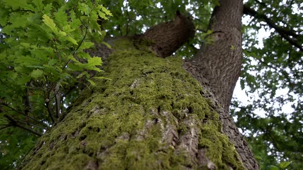 Tree trunk against the sky