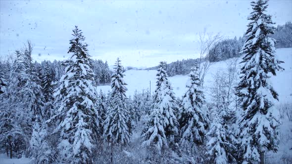 Forest Trees Woodland during Snowfall at Christmas Holiday alt