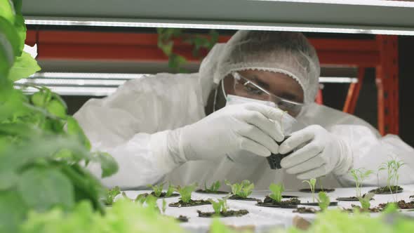 Agronomic Engineer Examining Lettuce Seedlings in Pots