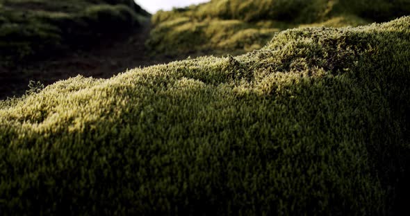 Iceland Lava Field Covered with Green Moss From Volcano Eruption, Close Up, Move Camera