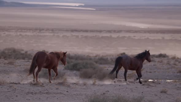 Two mustangs trotting through the dry West Desert in Utah