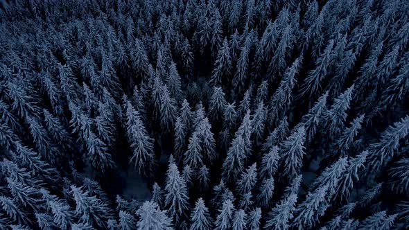 Aerial Flying over Dark Mountain Winter Pine Forest